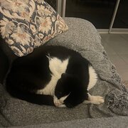 Home Owner wanting sitter in , Queensland