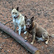 Home Owner wanting sitter in Sydney , New South Wales