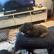 Home Owner wanting sitter in Brisbane, Queensland