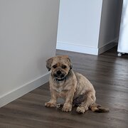 Home Owner wanting sitter in Port Macquarie , New South Wales