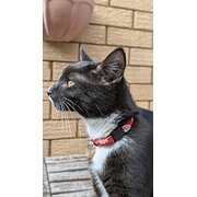 Home Owner wanting sitter in , Australian Capital Territory