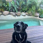 Home Owner wanting sitter in , Queensland