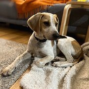 Home Owner wanting sitter in Melbourne, Victoria