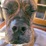 House Sitter - I would like to help with your holiday