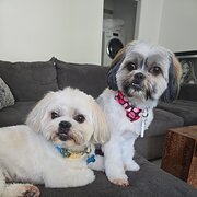 Home Owner wanting sitter in Gold Coast, Queensland