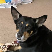 Home Owner wanting sitter in frankston, Victoria