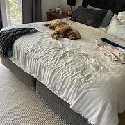Home Owner wanting sitter in Byron Bay, New South Wales