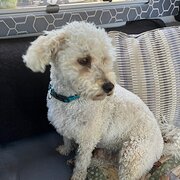 Home Owner wanting sitter in Brisbane, Queensland