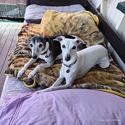 Home Owner wanting sitter in Ipswich, Queensland