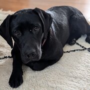 Home Owner wanting sitter in , New South Wales