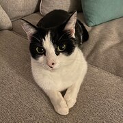 Home Owner wanting sitter in , Victoria