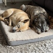 Home Owner wanting sitter in , Western Australia