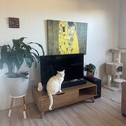 Home Owner wanting sitter in Perth, Western Australia