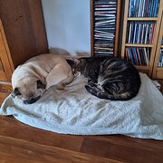 Home Owner wanting sitter in , Victoria