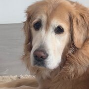 Home Owner wanting sitter in , Western Australia