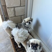 Home Owner wanting sitter in , New South Wales