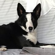 Home Owner wanting sitter in Bendigo , Victoria