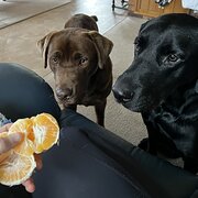 Home Owner wanting sitter in Launceston, Tasmania