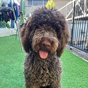 Home Owner wanting sitter in Perth, Western Australia