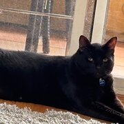 Home Owner wanting sitter in , New South Wales