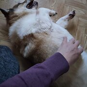 Home Owner wanting sitter in melbourne, Victoria