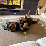 Home Owner wanting sitter in Melbourne , Victoria