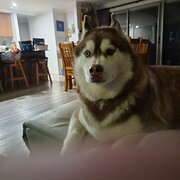 Home Owner wanting sitter in Cockburn, Western Australia