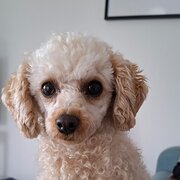 Home Owner wanting sitter in , Queensland