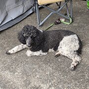 Home Owner wanting sitter in BALWYN NORTH, Victoria