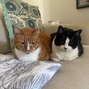 Home Owner wanting sitter in Sydney, New South Wales