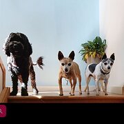 Home Owner wanting sitter in Newcastle, New South Wales