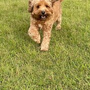 Home Owner wanting sitter in Sudney, New South Wales