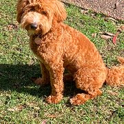 Home Owner wanting sitter in Sydney, New South Wales