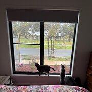 Home Owner wanting sitter in Geelong, Victoria