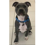 Home Owner wanting sitter in , New South Wales