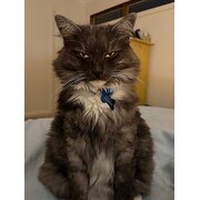 Home Owner wanting sitter in , New South Wales