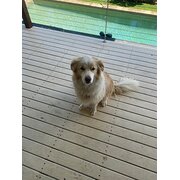 Home Owner wanting sitter in , New South Wales