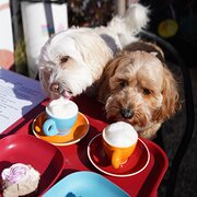 Home Owner wanting sitter in Melbourne, Victoria