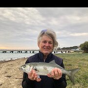 House Sitter - Active Retiree