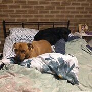 Home Owner wanting sitter in Albury Wodonga, Victoria