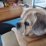 Home Owner wanting sitter in Perth, Western Australia