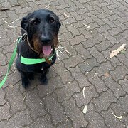 Home Owner wanting sitter in Adelaide, South Australia