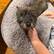 Home Owner wanting sitter in Perth, Western Australia