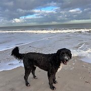 House Sitter - Craig888