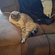 Home Owner wanting sitter in REGENCY DOWNS, Queensland