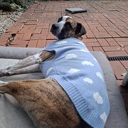 Home Owner wanting sitter in Brisbane, Queensland