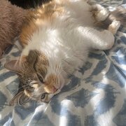 Home Owner wanting sitter in Sydney, New South Wales