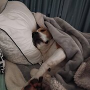 Home Owner wanting sitter in Adelaide, South Australia