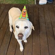 Home Owner wanting sitter in Melbourne, Victoria