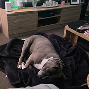 Home Owner wanting sitter in Killarney Vale, New South Wales